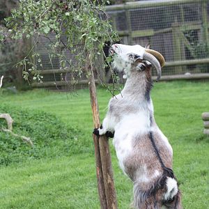 Enriched African Pygmy Goat, 25th September 2014