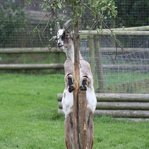 Enriched African Pygmy Goat, 25th September 2014