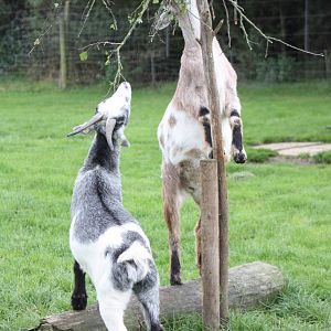 Enriched African Pygmy Goats, 25th September 2014