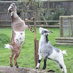 Enriched African Pygmy Goats, 25th September 2014