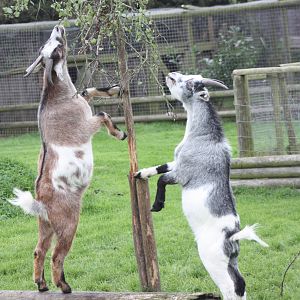 Enriched African Pygmy Goats, 25th September 2014