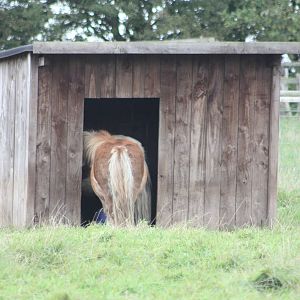 Small shelter, small pony. 25th September 2014