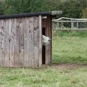Small shelter, small pony. 25th September 2014