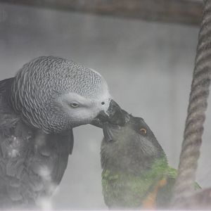 Interesting psittacine behaviour, 25th September 2014