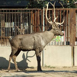 Sichuan wapiti (Cervus canadensis macneilli)