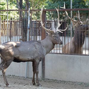 Sichuan wapiti and Manchurian wapiti