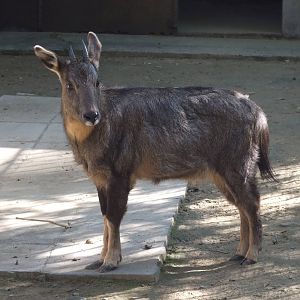 Chinese goral (Nemorhaedus griseus)