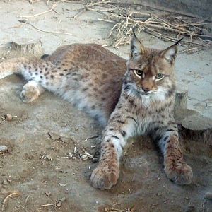 Eurasian lynx (L. l. isabellinus?)