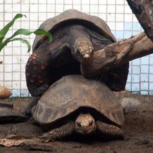 Red-footed tortoise and elongated tortoise