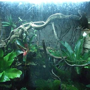 New decorated reptile case