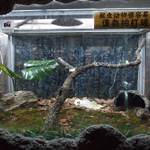 New decorated reptile case