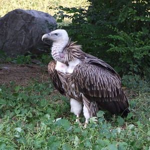 Himalayan griffon vulture