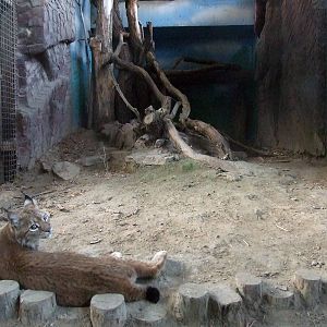Lynx enclosure