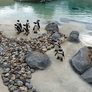 Penguin Coast - October 2014