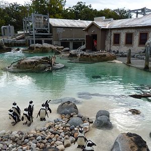 Penguin Coast - October 2014