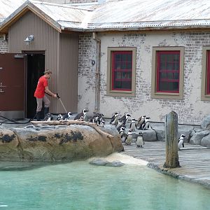 Penguin Coast - October 2014