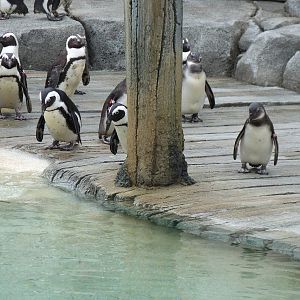 Penguin Coast - October 2014