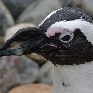 African Black Footed Penguin