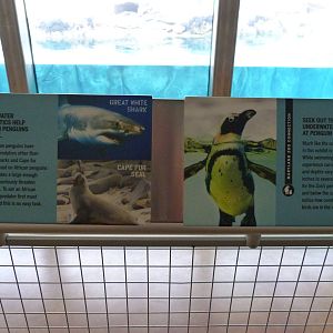 Penguin Coast Graphic