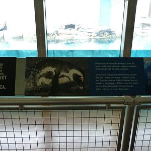 Penguin Coast Graphic