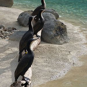 Penguin Coast - October 2014