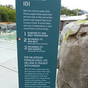 Penguin Coast - October 2014