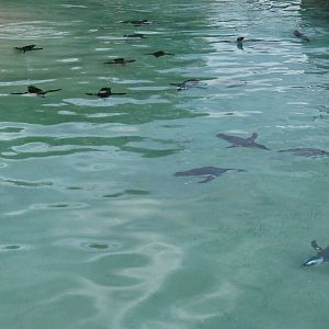 Penguin Coast - October 2014