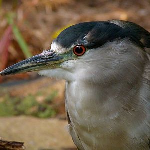 Black Crowned Heron