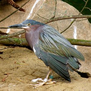 Green Heron