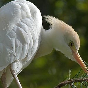 Cattle Egret
