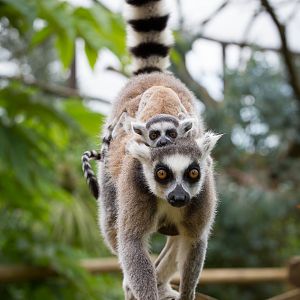 Ring-tailed lemurs : Cotswold WP : 27 Jun 2014