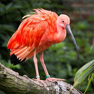 Scarlet ibis : Cotswold WP : 27 Jun 2014