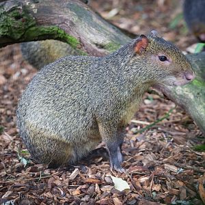 Azara's agouti : Cotswold WP : 27 Jun 2014