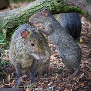 Azara's agouti : Cotswold WP : 27 Jun 2014