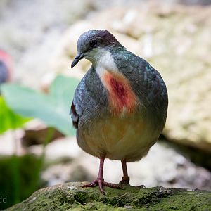 Luzon bleeding-heart : Cotswold WP : 27 Jun 2014