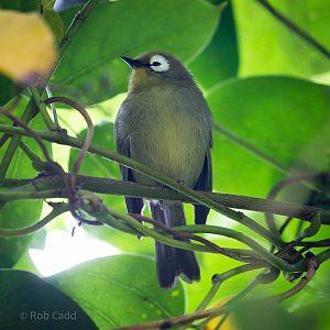 Kikuyu white-eye : Cotswold WP : 27 Jun 2014
