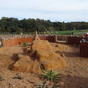 Meerkat Exhibit at Yorkshire Wildlife Park