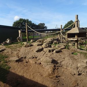 Guinea Baboon Exhibit at Yorkshire Wildlife Park