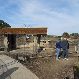 African Hunting Dog Exhibit Viewing Area at Yorkshire Wildlife Park