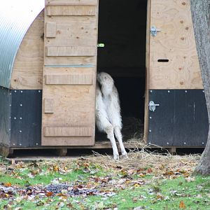 Alana still will not fully commit, 4th October 2014