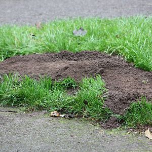 It must have been a very large mole, 4th October 2014