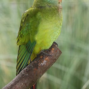 Newly arrived in Polytelis Paradise, 4th October 2014