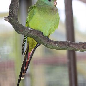 Newly arrived in Polytelis Paradise, 4th October 2014