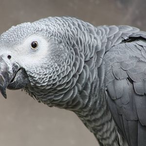 Charlie, 25th September 2014