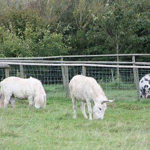 Ungulate panorama, 25th September 2014