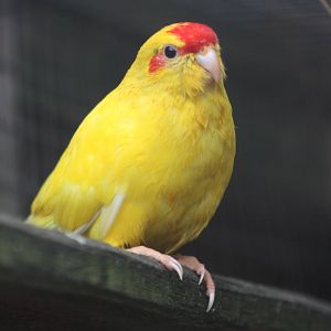 Red-fronted Kakariki, 25th September 2014