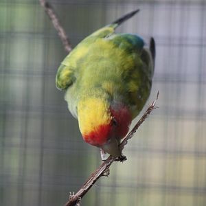 Enjoying the willow, 25th September 2014