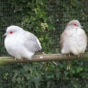 Diamond Doves, 25th September 2014