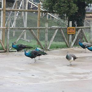 Peafowl on parade, 30th September 2014