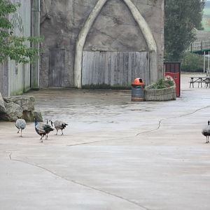 Peafowl on parade, 30th September 2014